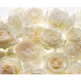 Táncold a Dzsungelt, poszter tapéta