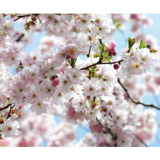 Tavasz, poszter tapéta