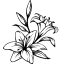 Liliomok, falmatrica