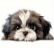 Shih Tzu, vasalható ruhamatrica