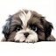 Shih Tzu, vasalható ruhamatrica