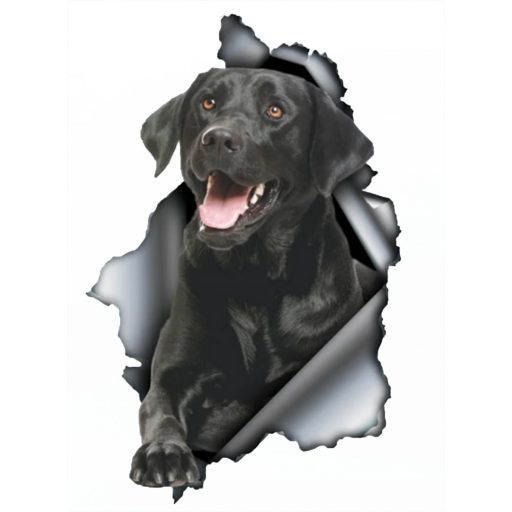 Fekete labrador, rajzos autómatrica