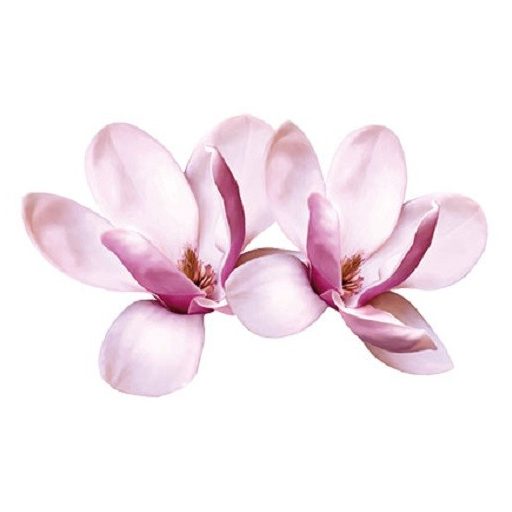 Magnólia virágok, falmatrica
