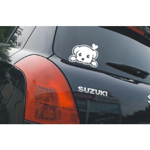 Bichon Bolognese, autómatrica