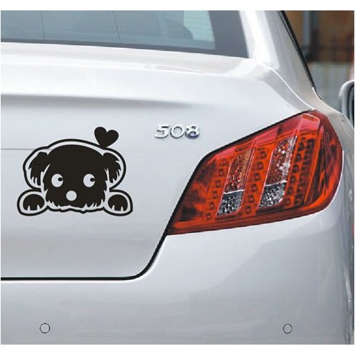 Bichon Bolognese, autómatrica