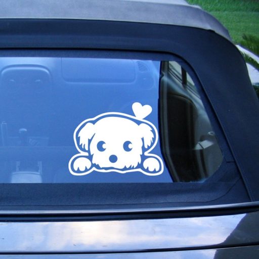 Bichon Bolognese, autómatrica