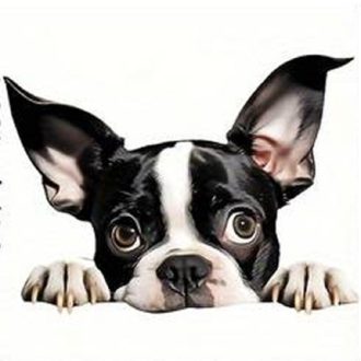 Boston terrier, vasalható ruhamatrica