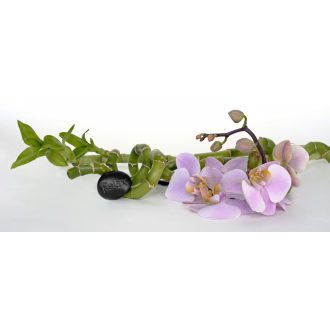 Orchidea matrica konyhába