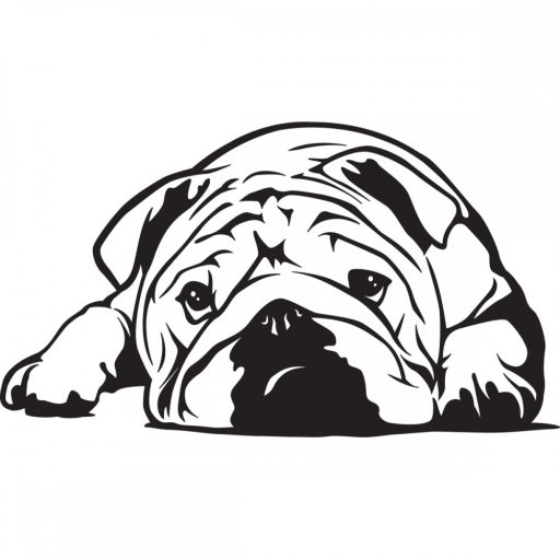 Angol bulldog autómatrica