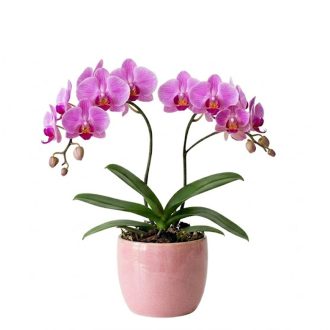   Sötétrózsaszín orchidea cserépben, sztatikus ablakmatrica