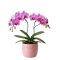 Sötétrózsaszín orchidea cserépben, sztatikus ablakmatrica