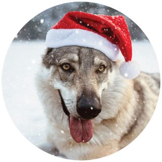 Mikulás ablakmatrica kutyusodról saját képből