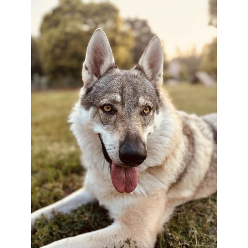 Mikulás ablakmatrica kutyusodról saját képből