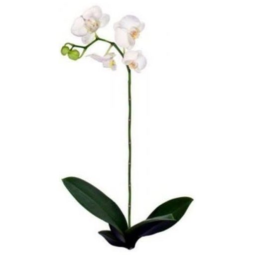 Fehér orchidea, falmatrica
