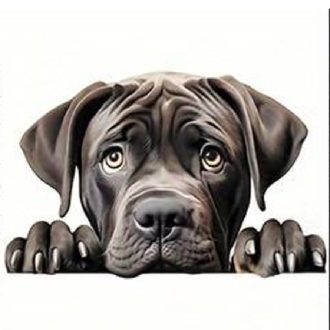 Cane corso, vasalható ruhamatrica