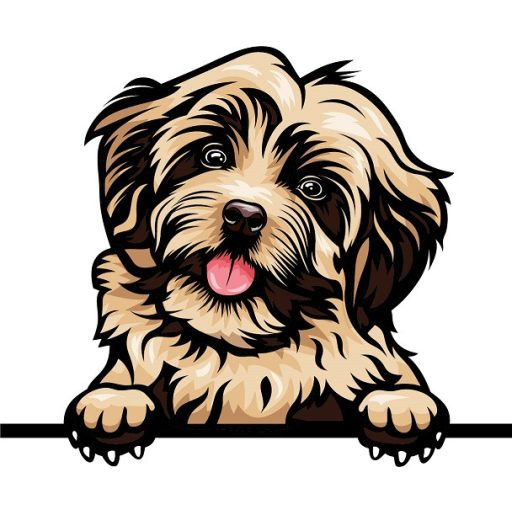 Havanese rajzos autómatrica