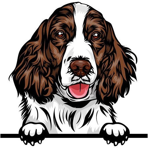 Angol Springer Spániel rajzos autómatrica