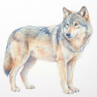 Farkas, akvarell sztatikus ablakmatrica