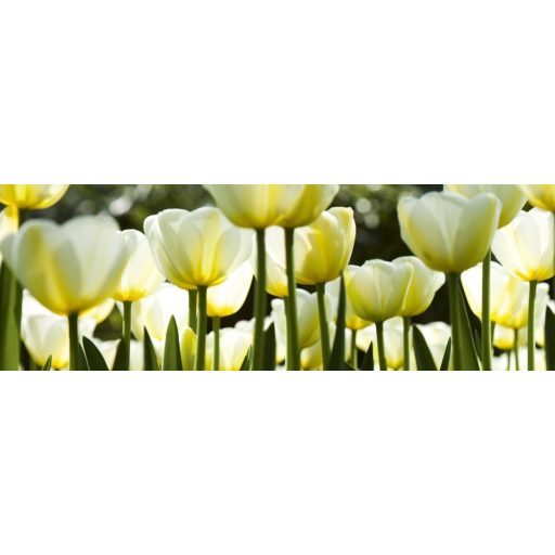 Fehér tulipánok, konyhai matrica hátfal, 180 cm