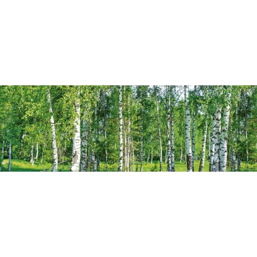Nyírfaerdő, konyhai matrica hátfal, 180 cm