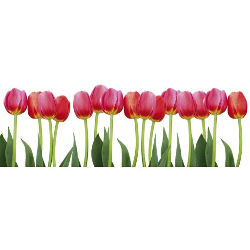 Tulipánok, konyhai matrica hátfal, 180 cm