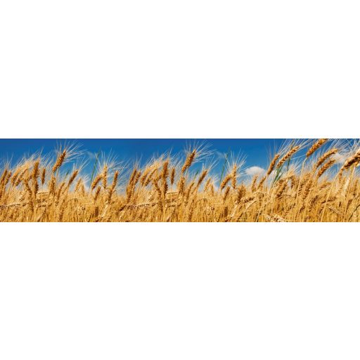 Búzamező, konyhai matrica hátfal, 260 cm