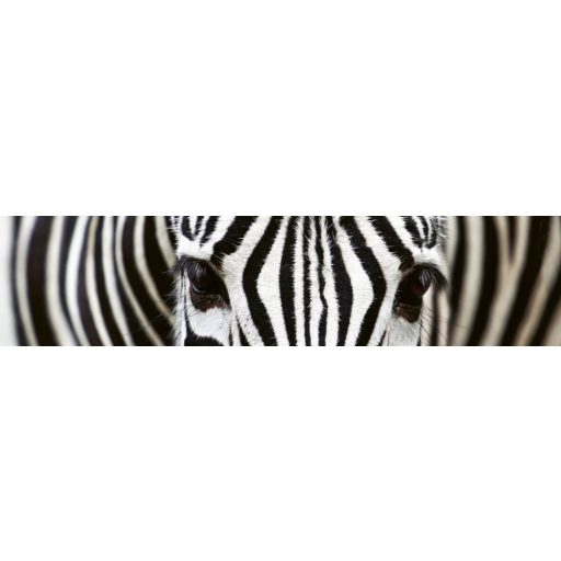 Zebrák, konyhai matrica hátfal, 260 cm