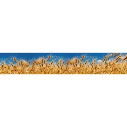 Búzamező, konyhai matrica hátfal, 350 cm