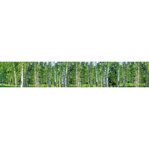 Nyírfaerdő, konyhai matrica hátfal, 350 cm