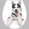 Husky, toalett díszítő matrica