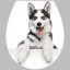 Husky, toalett díszítő matrica