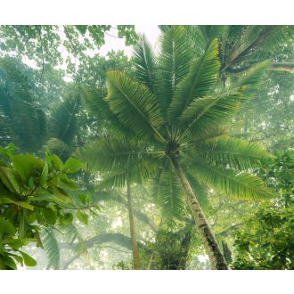 Hegymászó Lombkorona, poszter tapéta