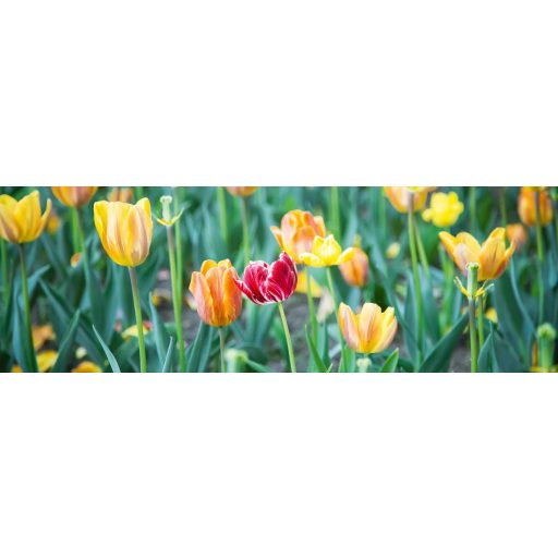 Színes tulipánok, konyhai matrica hátfal, 180 cm