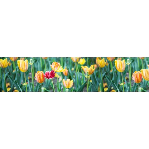 Színes tulipánok, konyhai matrica hátfal, 260 cm