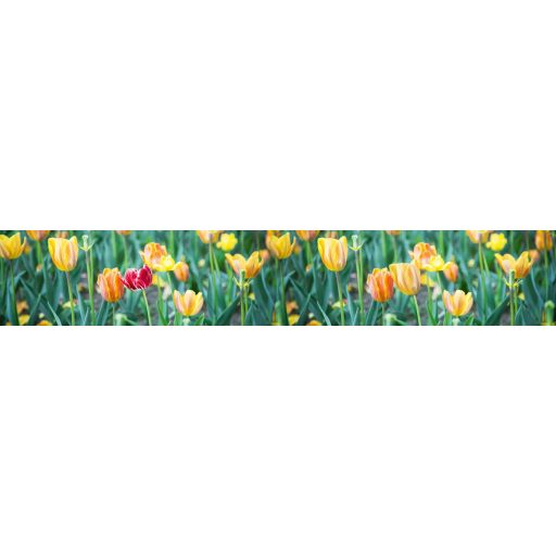 Színes tulipánok, konyhai matrica hátfal, 350 cm