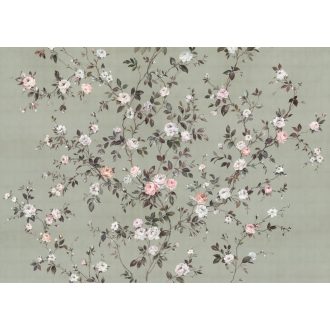 Rosellia, poszter tapéta