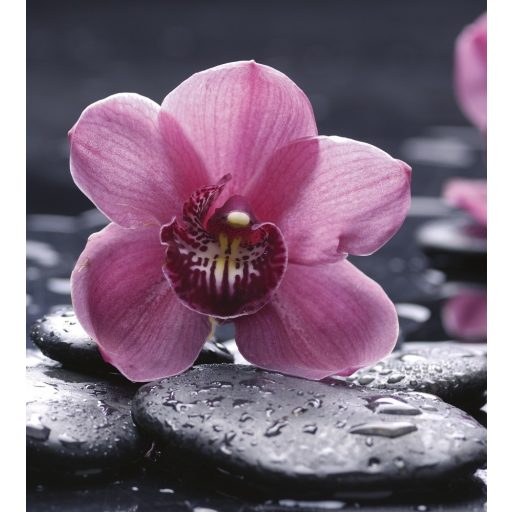 Orchidea lávaköveken, poszter tapéta 225*250 cm