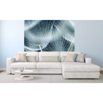 Közeli pitypang, poszter tapéta 225*250 cm