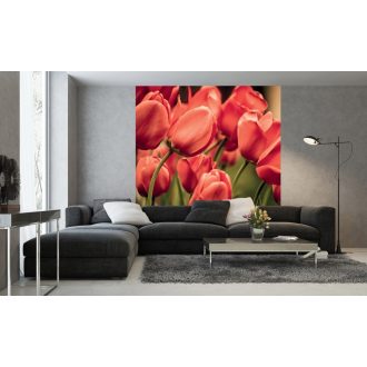 Piros tulipánok, poszter tapéta 225*250 cm