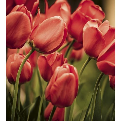 Piros tulipánok, poszter tapéta 225*250 cm