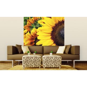 Napraforgó virágok közelről, poszter tapéta 225*250 cm