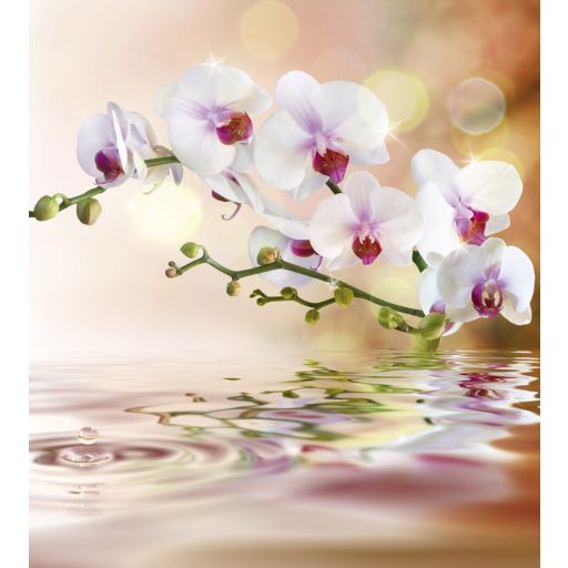 Orchidea, poszter tapéta 225*250 cm