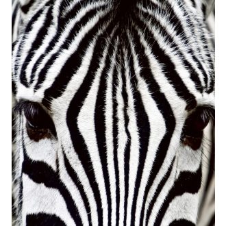 Zebra, poszter tapéta 225*250 cm