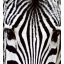 Zebra, poszter tapéta 225*250 cm