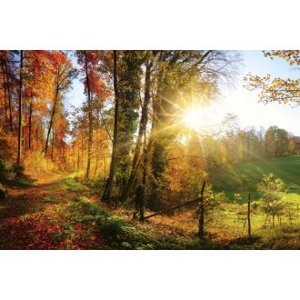 Erdei panoráma ősszel, poszter tapéta 375*250 cm