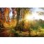 Erdei panoráma ősszel, poszter tapéta 375*250 cm