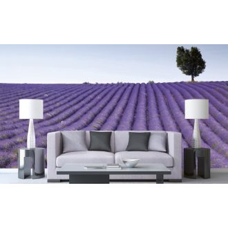 Levendulaföld, poszter tapéta 375*250 cm