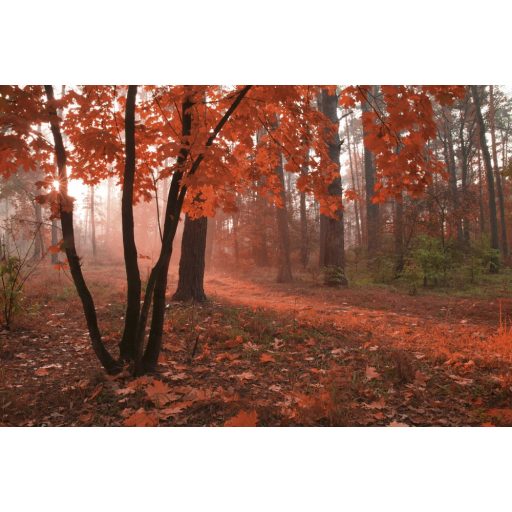 Őszi erdő, poszter tapéta 375*250 cm