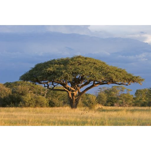 Fa széles lombbal, poszter tapéta 375*250 cm