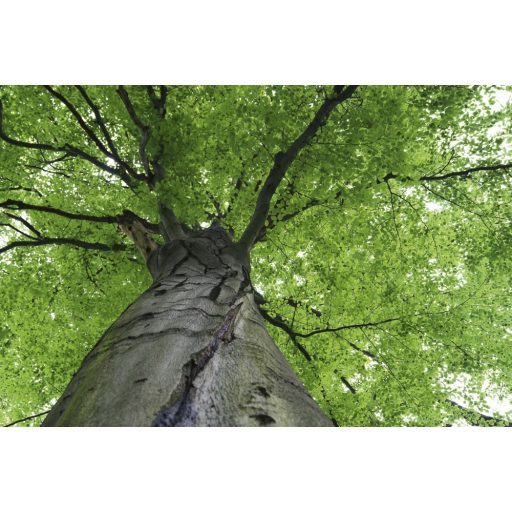 Falomb, poszter tapéta 375*250 cm